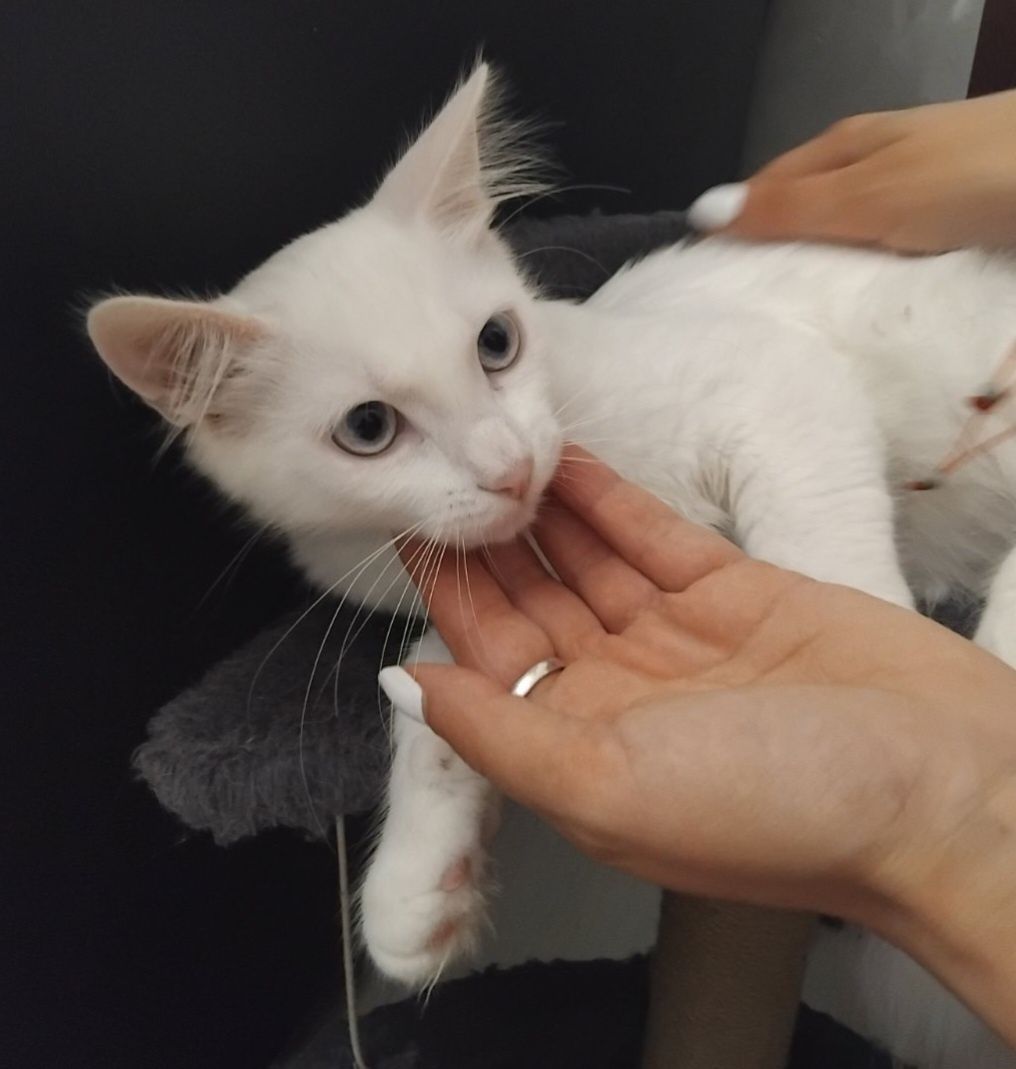 Подарявам малко бяло котенце