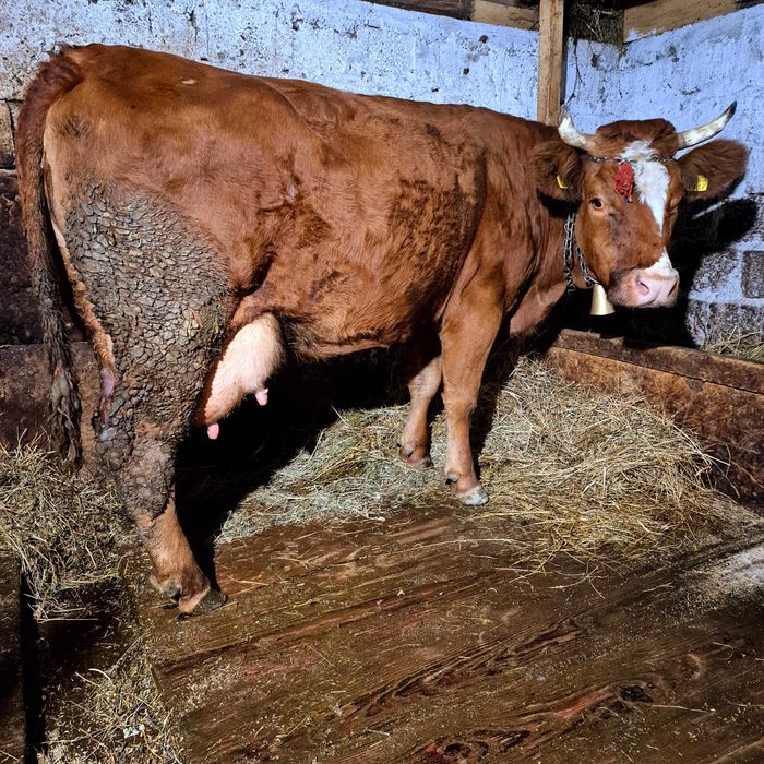 Vând urgent vaca 5 ani gestanta și cu lapte?