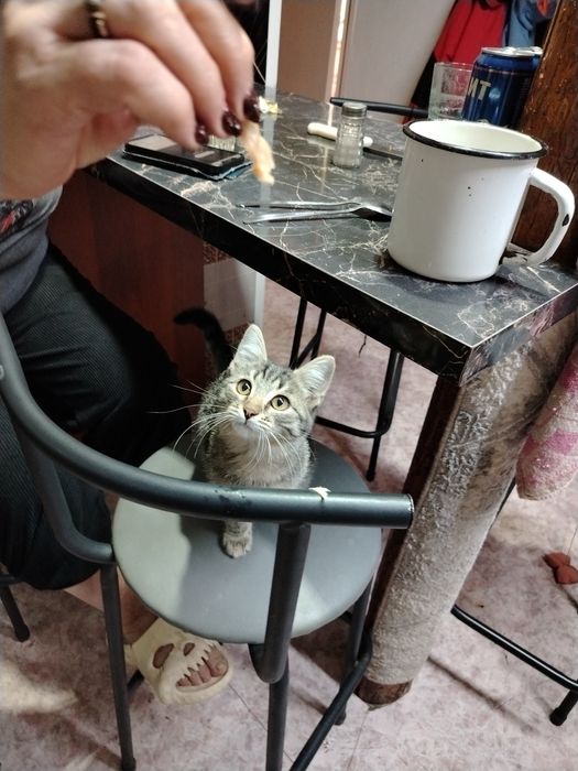 Котик в добрые руки