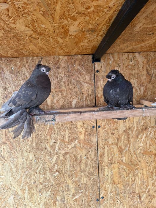 Голуби двухчубые пара