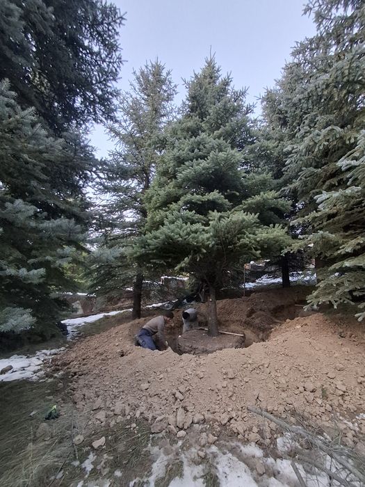 Посадка и пересадка деревьев спил деревьев посев газона посев газона