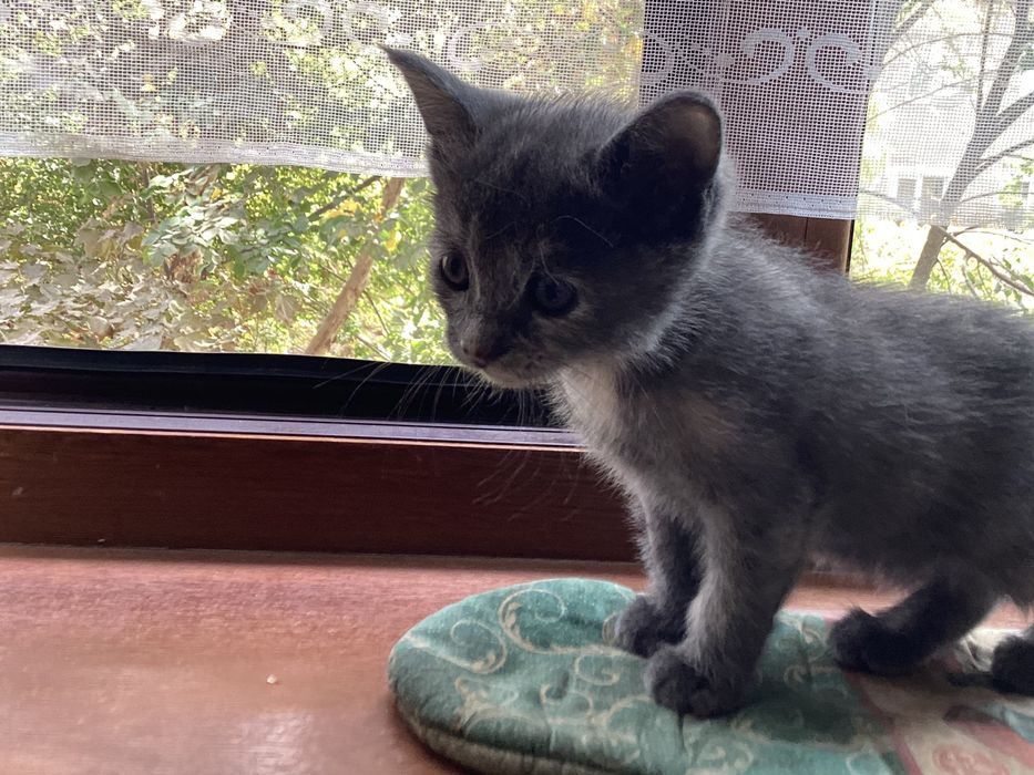 Продаётся домашний котёнок