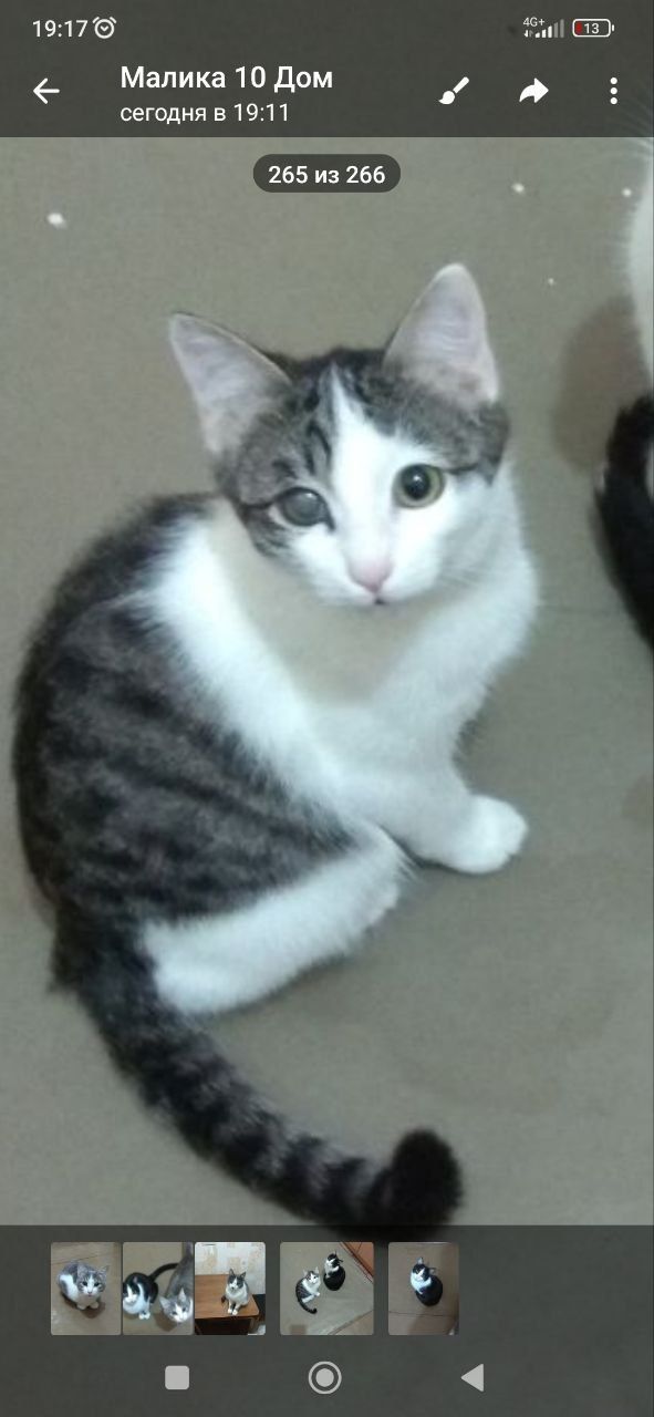 Котята подростки ищут хозяев