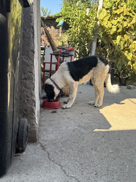 Femela Ciobanesc de Bucovina