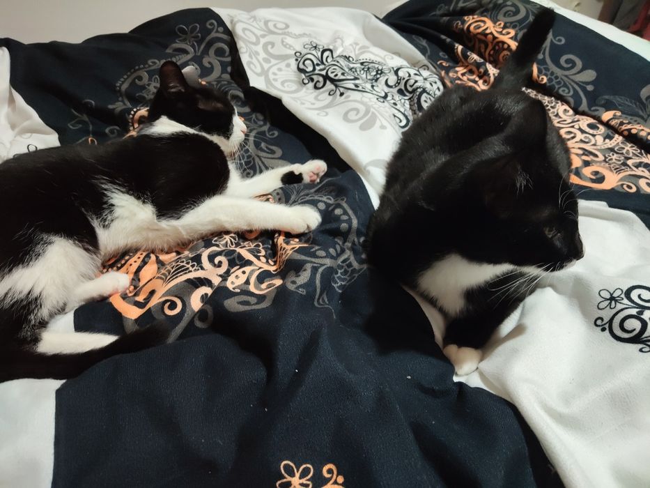 Pisică și motănel