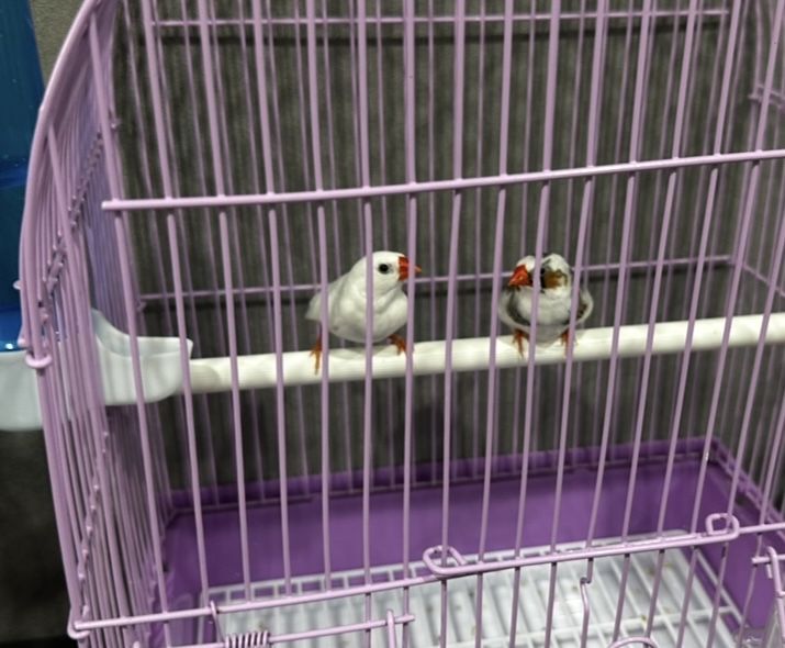 Продаю пару зебровых амадин