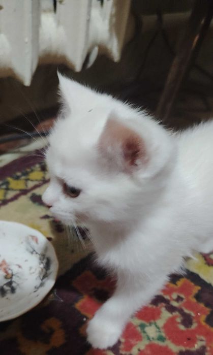 Отдам даром котят