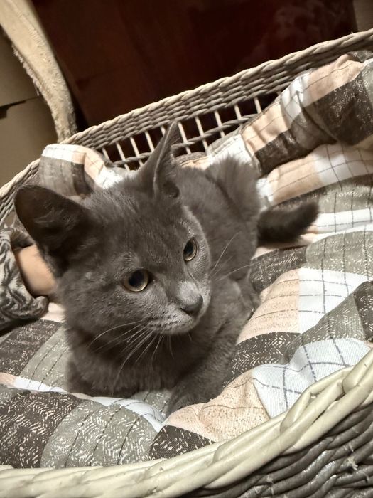 Русская голубая кошка