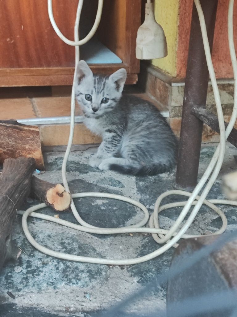 Подарявам 4 котета