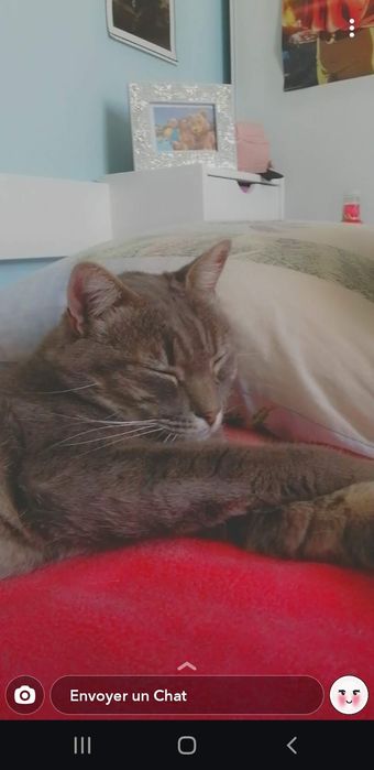 Pet-sitter / dog-sitter / cat-sitter
