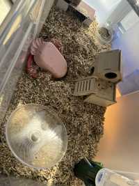 Hamster cu cusca