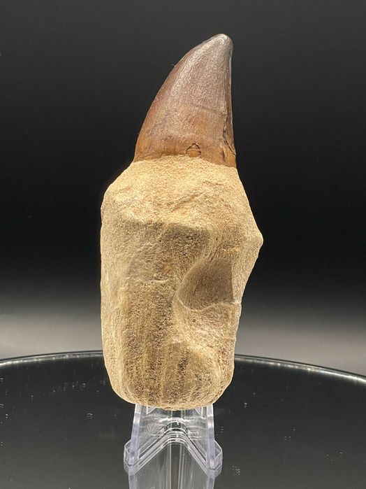 Зъб от Мозазавър с корен (100 мм) – Премиум фосил в рамка