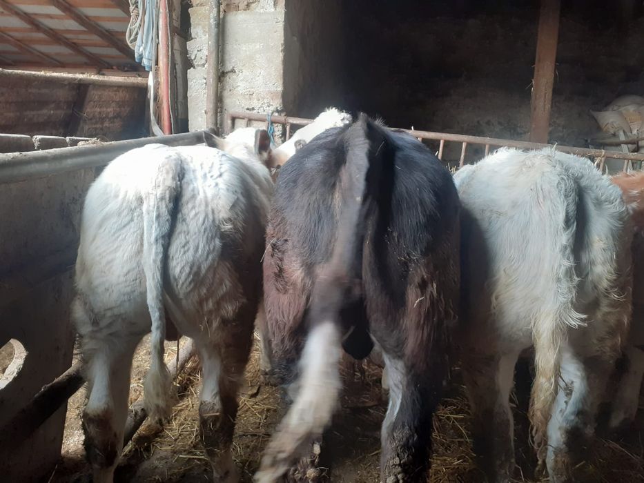 Vând 3 taurasi belgieni cugreutatea intre 230 si 250 kg pret 5500 buc