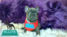 Bulldog Francez - Ellite Kennel - Blue Solid - Calitate Top