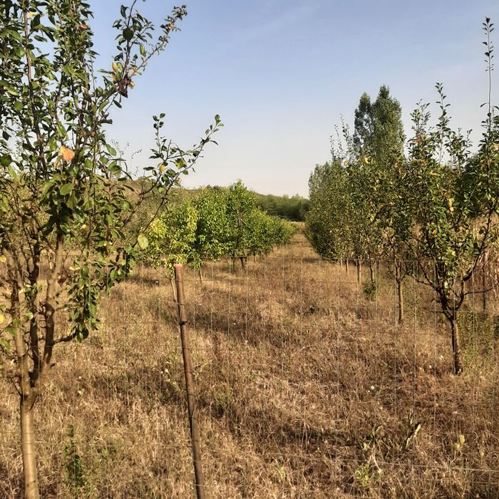 Vind livadă pomi fructiferi