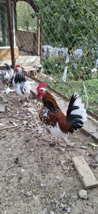 Vând cocoșei de munte.