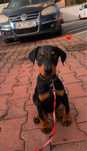 Pui Doberman femela