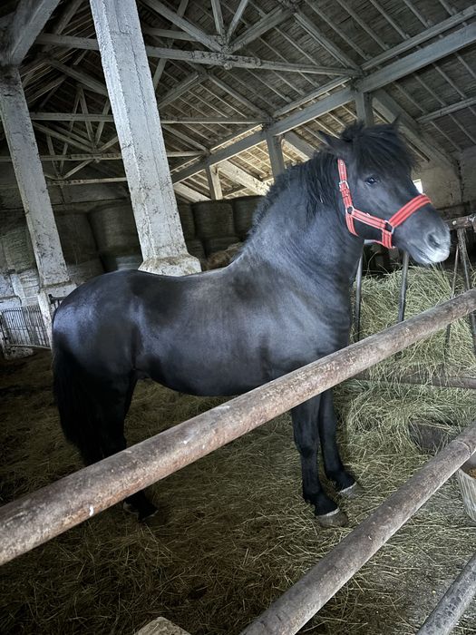 Armasar 2 ani negru
