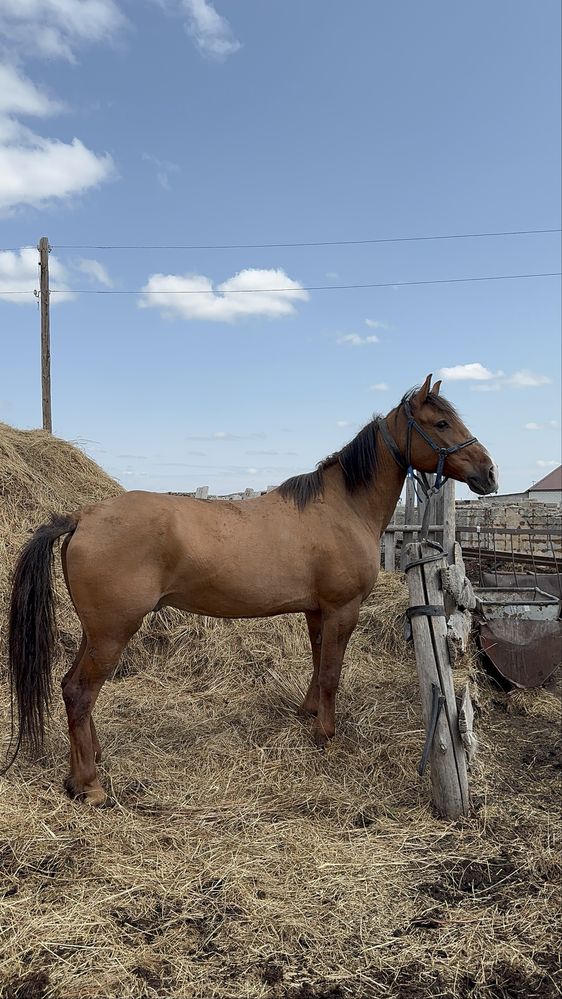 Продается лошадь