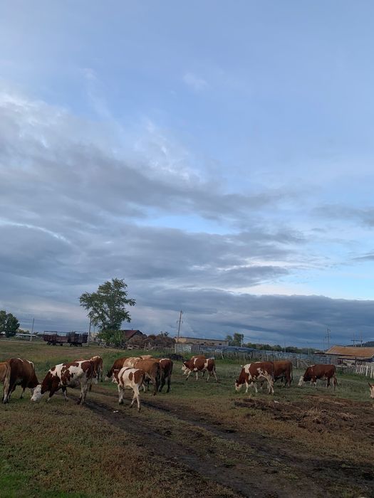 Продам плем. Хозяйство сельхоз технику