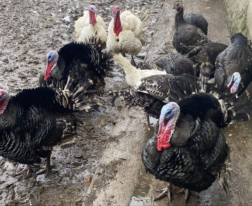 Vand curci si curcani