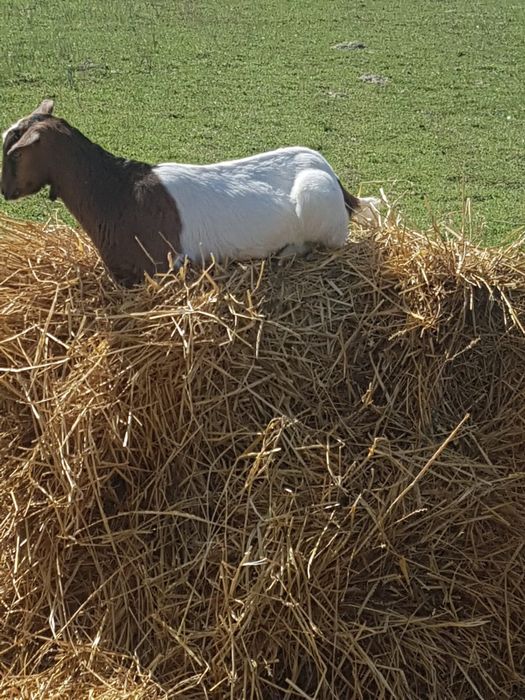 Vând Capre/ied/Tap/iezi/Capra