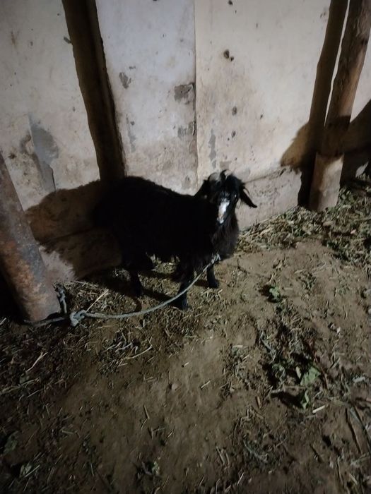 Туша илак бахасы келисимли