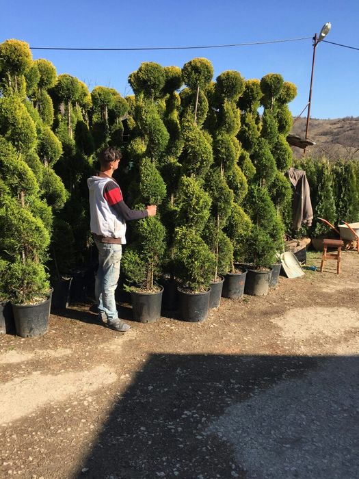 Tuia Smaragd/ Chiparos Leylandi