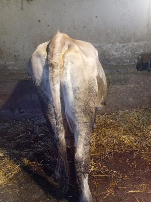 Vând vaca de 4 ani gestanta din august