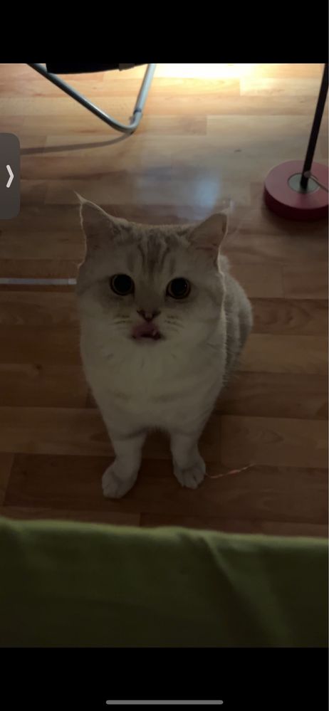 Отдам кота в ответственные руки