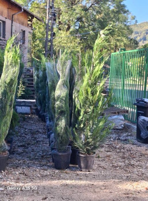 Plante ornamentale gard viu din leylandi