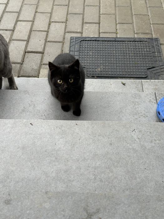 Donez pisicutele din imagini