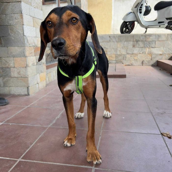 Подарявам женско кастрирано куче. Момиченце на 10 месеца.