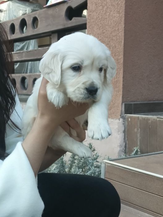 Golden Retriever cu Pedigree