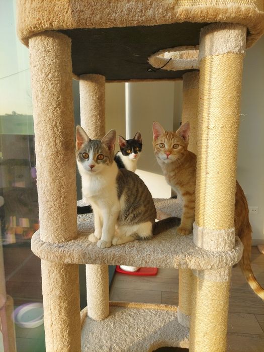 Котенок мальчик Ташкент