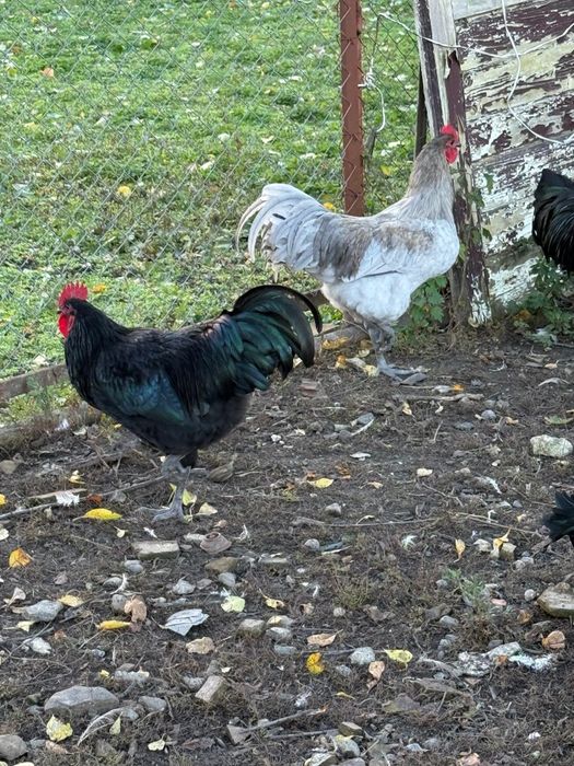 Cocosi Australorp 7 luni