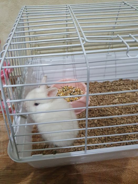 Quyon sotiladi Qafasi bilan 400 so'm