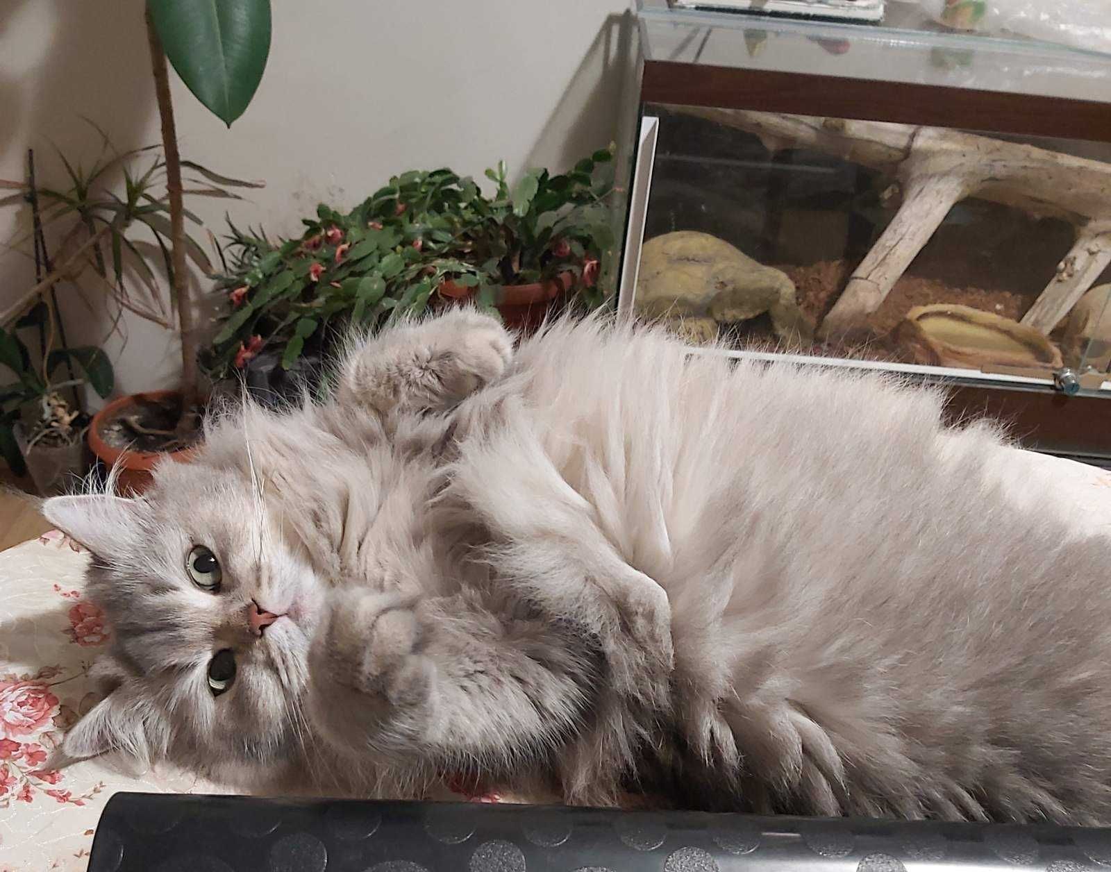 Шотландско коте мъжко