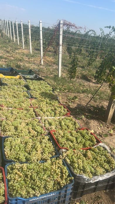 Vand steuguri de vin