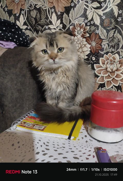Продаётся скотиш фолд мальчик