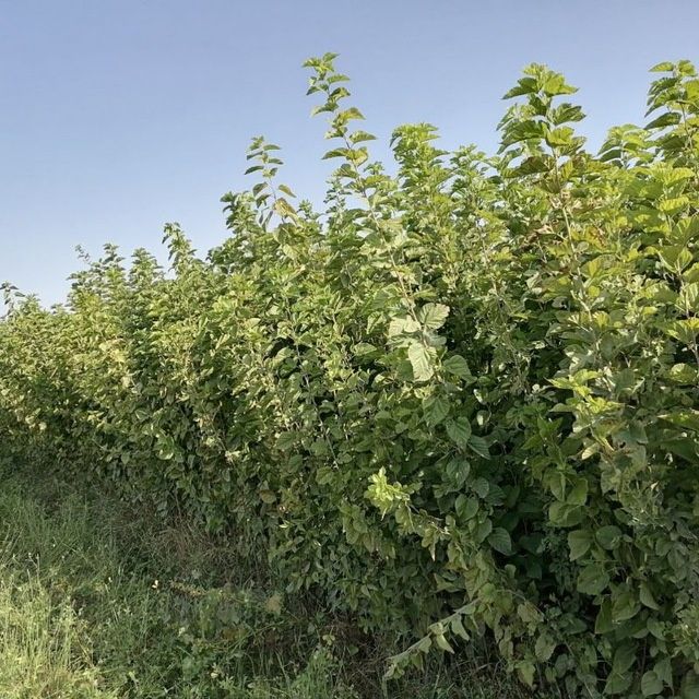 Kòchatlarga 1 yil kafolat