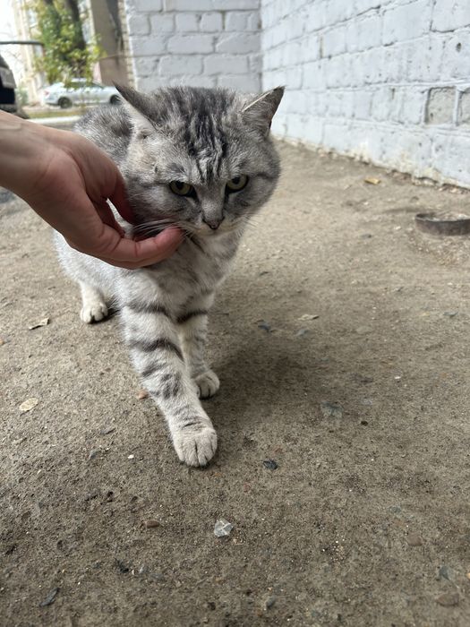 Котик поимерно 1 год