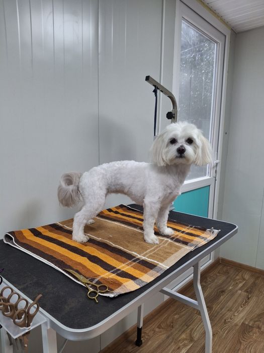 Frizerie canina  Tuns la domiciliu sau salon,Taxi