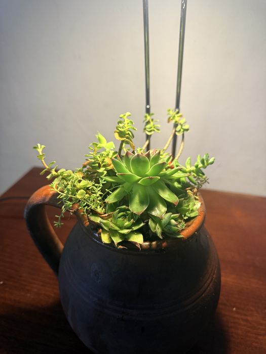 Керамична каничка със сукуленти