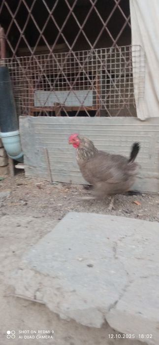 Товуклар ва Хуроз