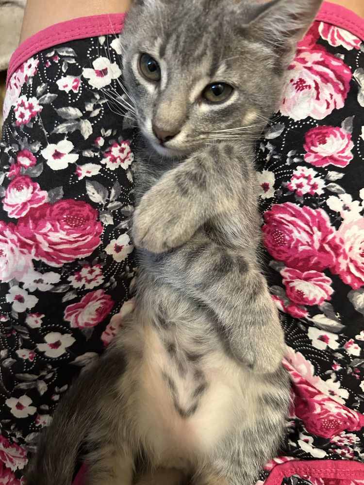 Котята  в дар бесплатно