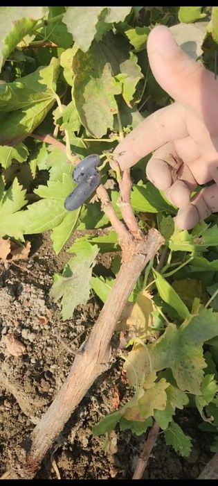 Avatar, Manikyur fingur, Lamborgini uzum kuchatlari