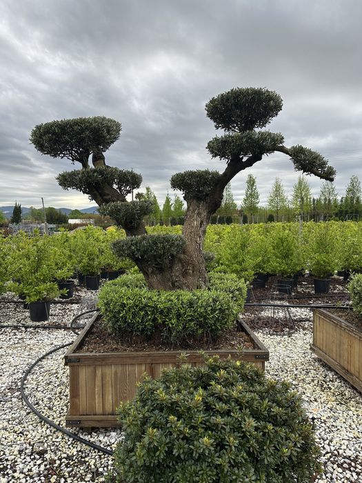 Tuia brazi maslini ilex pohtinia bosai spirale pom-pom cedru evonimius