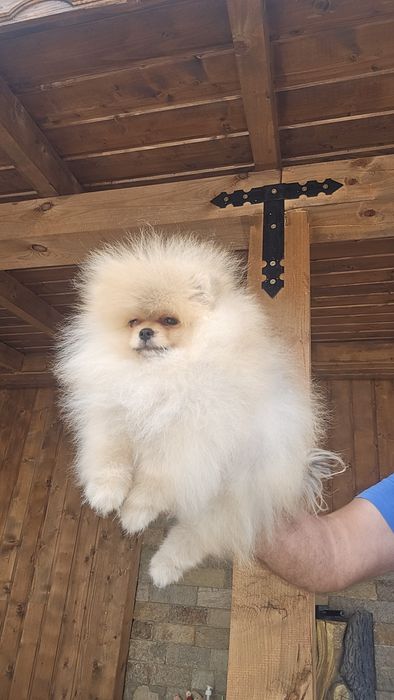 Мини Померан момче