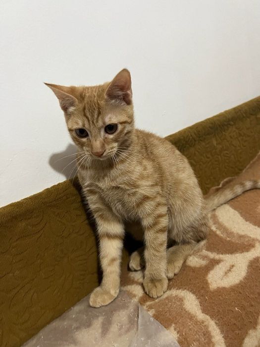 Молодые кошечки ищут дом!